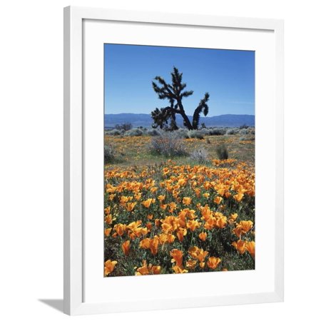 California, Antelope Valley, California Poppy and a Joshua Tree Framed Print Wall Art By Christopher Talbot Frank