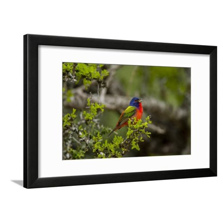 Painted Bunting Perching on Twig Framed Print Wall Art By Gary Carter