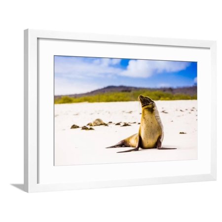 Sea lions on Floreana Island, Galapagos Islands, UNESCO World Heritage Site, Ecuador, South America Framed Print Wall Art By Laura Grier