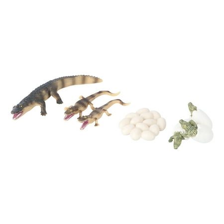 crocodile models 4pcs Animal Model Toy Set Crocodile Toy Crocodile Life Cycle Demonstration Toy
