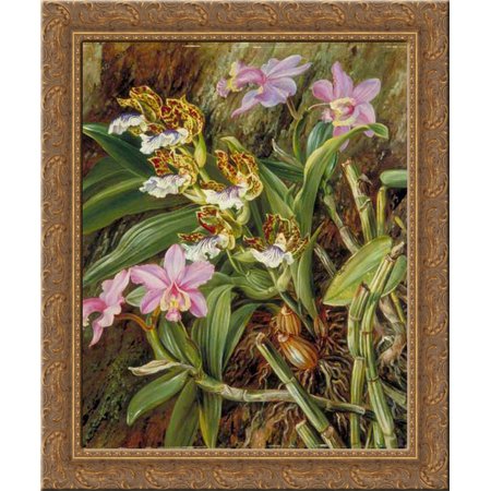 Brazilian Orchids 20x24 Gold Ornate Wood Framed Canvas Art by North, Marianne