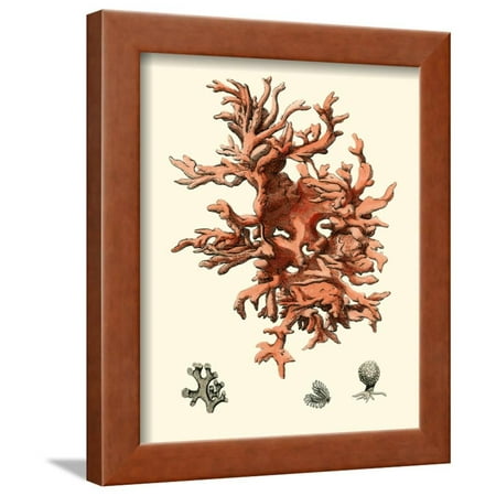 Red Coral III Framed Print Wall Art By Vision Studio
