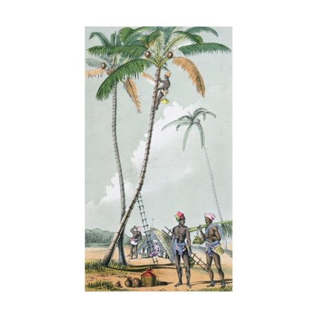 Gathering Coconuts for the Preparation of Toddy in India Print Wall Art