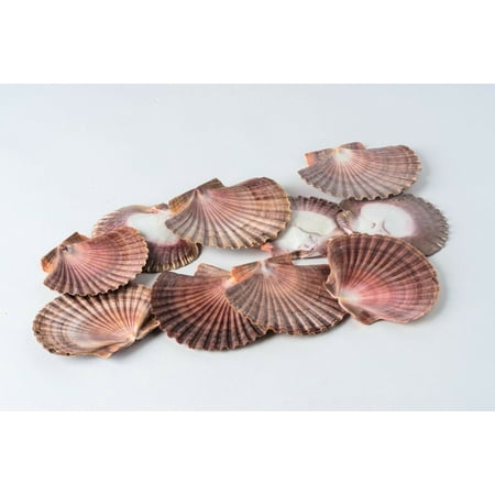 Mexican Flat Sea Shell Beach Craft Scallop 2 - 3 ( 10 PCS )