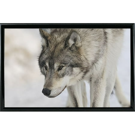 Zoo Wolf 07-GORSEM87098 Print 11.25"x18" by Gordon Semmens in a Black Metal Frame