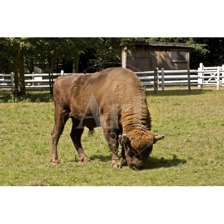 European Bison Print Wall Art By Veneratio