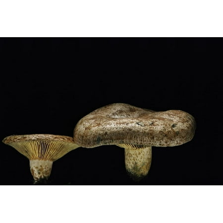 Lactarius Deliciosus (Saffron Milk-Cap, Red Pine Mushroom) Print Wall Art By Paul Starosta
