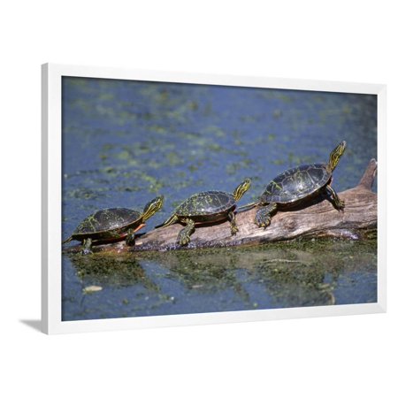 Western Painted Turtle, Two Sunning Themselves on a Log, National Bison Range, Montana, Usa Framed Print Wall Art By John Barger