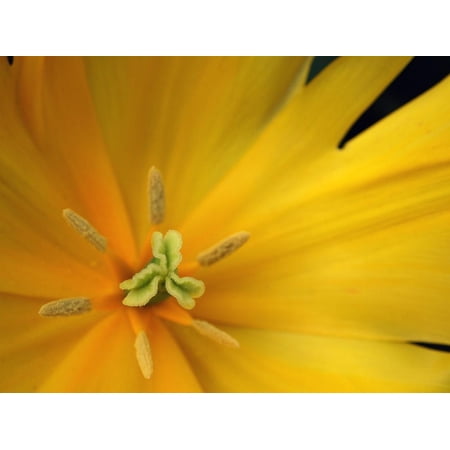 Yellow Tulip Study Print Wall Art By Anna Miller