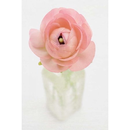 Peach Persian Buttercup Stretched Canvas - Cora Niele (24 x 36)