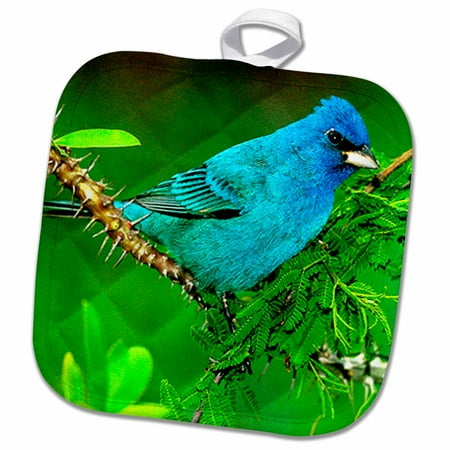 3dRose Indigo Bunting - Pot Holder 8 by 8-inch