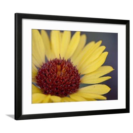 Common Gaillardia, Glacier National Park, Montana Framed Print Wall Art By James Hager