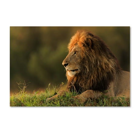 Trademark Fine Art 'Male Lion Watching Sunrise In Masai Mara' Canvas Art by Massimo Mei