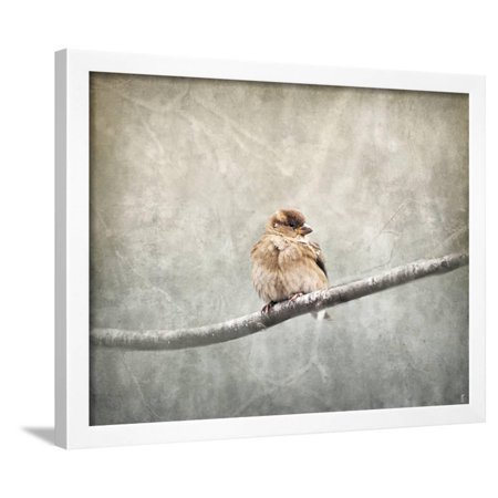 Sparrow Braving the Cold Framed Print Wall Art By Jai Johnson