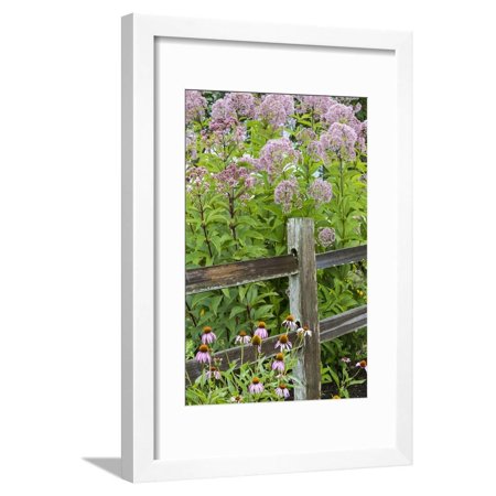 Joe Pye Weed and Purple Coneflowers Along Fence, Marion County, Illinois, Pr Framed Print Wall Art By Richard and Susan Day