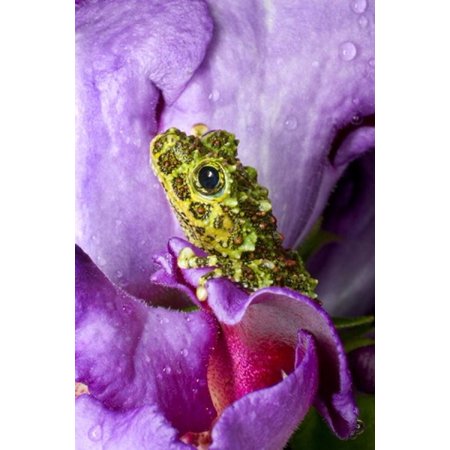 Close-up of mossy tree frog on flower Vietnam Stretched Canvas - Jaynes Gallery DanitaDelimont (19 x 28)