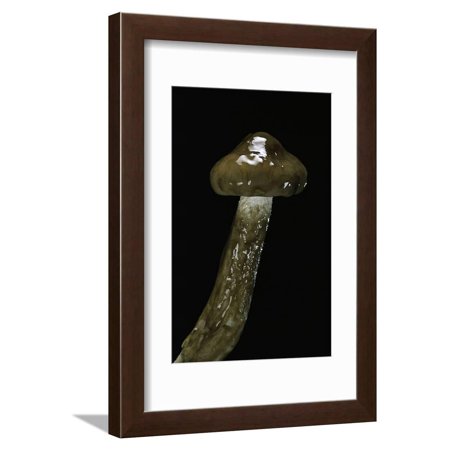 Hygrophorus Persoonii (Olive Wax Cap) Framed Print Wall Art By Paul Starosta