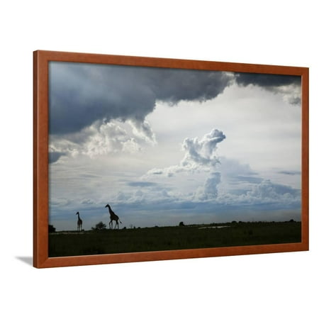 Giraffe and Storm Clouds, Botswana Framed Print Wall Art By Richard Du Toit