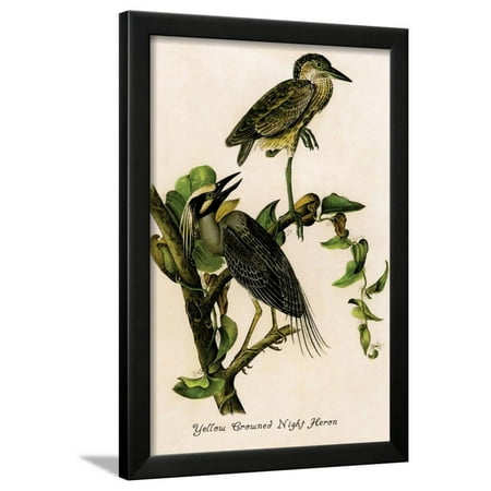 Yellow Crowned Night Heron Framed Print Wall Art By John James Audubon