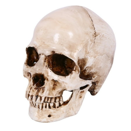 K2so Ornament Christmas Ornament Fancy Girls Ornament Son Christmas Ornament Retro Ornament Set Christmas Decorations Glass Human Head Bone Model 1:1 Realistic Human Adult Head Bone
K2so Ornament Christmas Ornament Fancy Girls Ornament Son Christmas Ornament Retro Ornament Set Christmas Decorations Glass Human Head Bone Model 1:1 Realistic Human Adult Head Bone