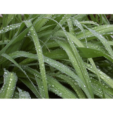 canvas print sheet raindrop dew drops of water nature drop stretched canvas 10 x 14