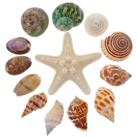 FRCOLOR 13pcs Ocean Theme Marine Decorative Marine Shell Conch Sea Star Decorations
FRCOLOR 13pcs Ocean Theme Marine Decorative Marine Shell Conch Sea Star Decorations