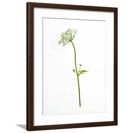 White Tears Framed Print Wall Art By Will Wilkinson