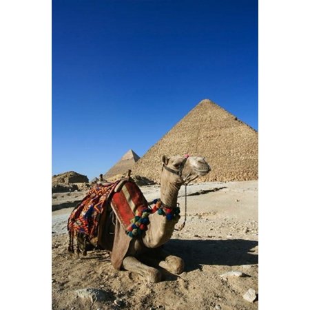 Camel at Cheops The Great Pyramid Khafre or Chephren Canvas Art - Adam Jones DanitaDelimont (12 x 17)