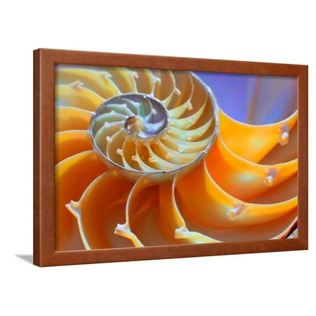 Close-Up of a Nautilus Shell Section Framed Print Wall Art By aabeele