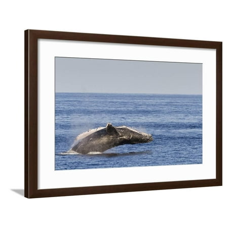 Adult Humpback Whale (Megaptera Novaeangliae) Breach, Gulf of California, Mexico Framed Print Wall Art By Michael Nolan