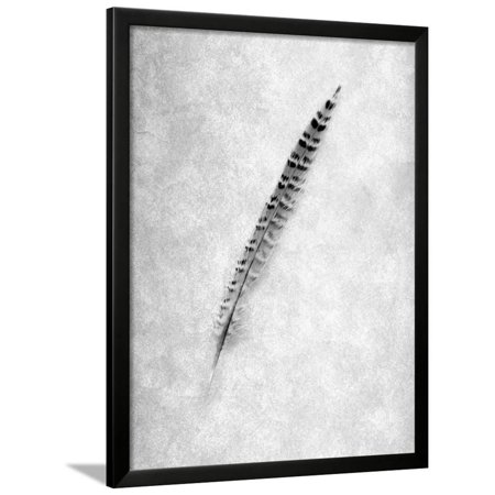 Feathers #9 Framed Print Wall Art By Alan Blaustein