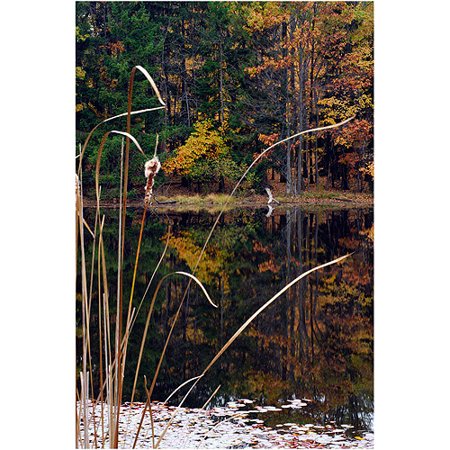 Trademark Art "Serene Sylvan Pond" Canvas Art by Kurt Shaffer, 16x24