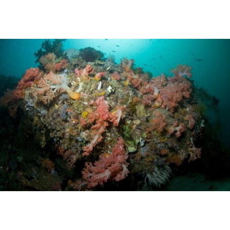 Colorful reef scene with massive pink and white soft coral, yellow crinoid, green coral, Komodo, Indonesia Poster Print