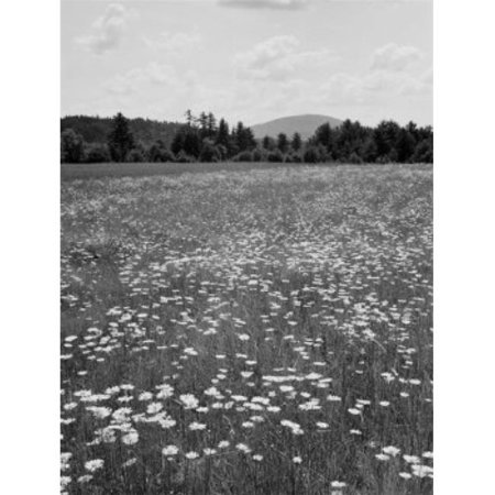 Posterazzi SAL255424018 USA Maine Locks Mills Daisy Field Poster Print - 18 x 24 in.