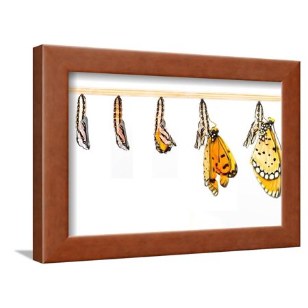 Mature Cocoon Transform to Tawny Coster Butterfly Framed Print Wall Art By mathisa