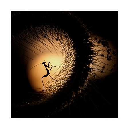 trademark fine art fauzan maududdin fine art, multicolor