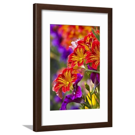 Salpiglossis Flowers in Full Bloom Framed Print Wall Art By Terry Eggers