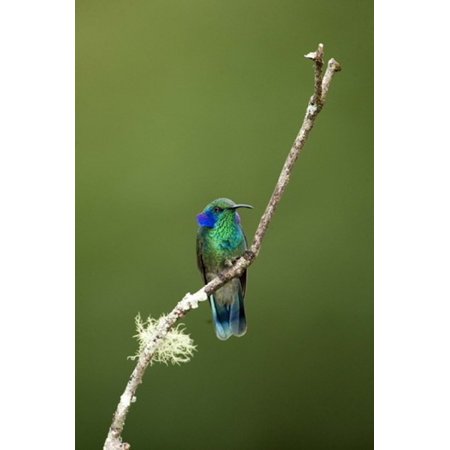 Close-up of a Green Violetear hummingbird (Colibri thalassinus) Savegre Costa Rica Stretched Canvas - Panoramic Images (16 x 24)