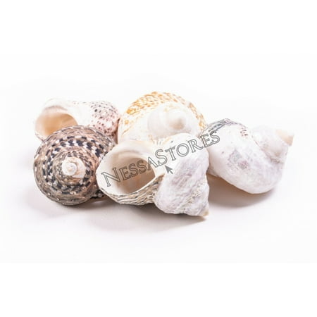 Mexican Turbo Sea Shell Beach Craft Hermit Crab 1 1/2 - 2 1/2 (5 PCS ) #JC-034