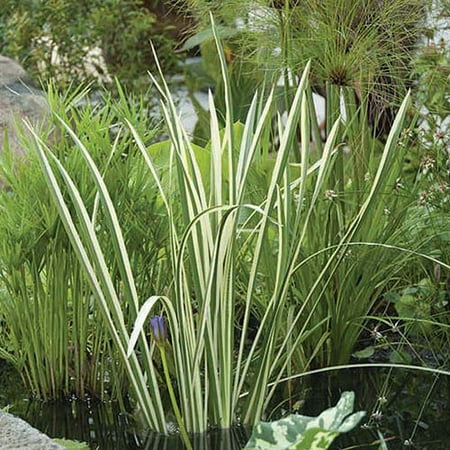 Bloomsz Marginal Bog Water Plant Acorus Calamus Variegatus, Root / Flower Bulb