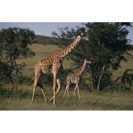 Masai Giraffe and Calf Walking Print Wall Art By DLILLC