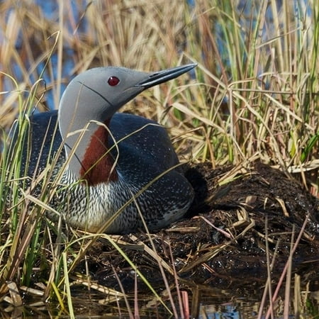 Red-throated Loon Sitting on Nest by Ken Archer - Item # VARPDXNA02KAR1479