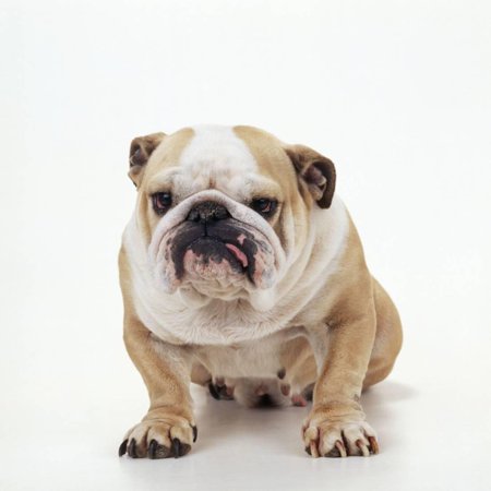 BullFacing Print Wall Art