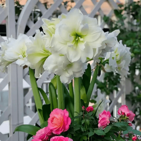 Amaryllis bulbs Home Garden Decoration Bright for Planting Perennials Bulbs for Planting Pots to Grow
Amaryllis bulbs Home Garden Decoration Bright for Planting Perennials Bulbs for Planting Pots to Grow