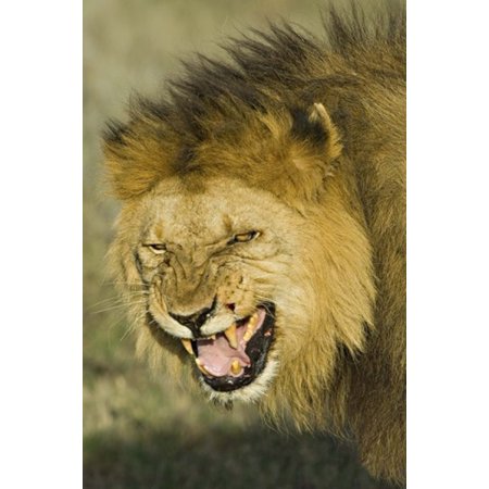 Close-up of a lion snarling Ngorongoro Conservation Area Arusha Region Tanzania (Panthera leo) Canvas Art - Panoramic Images (16 x 24)