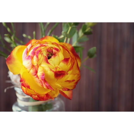 canvas print yellow red blossom bloom flower ranunculus petals stretched canvas 10 x 14