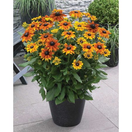 2.5qt Echibeckia