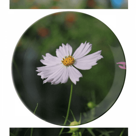 White Cosmos Plate Decorative Porcelain Salver Tableware Dinner Dish