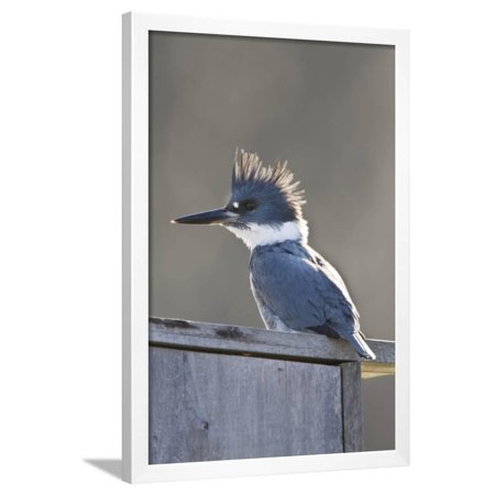 Belted Kingfisher Sitting on Wood Duck Nest Box, Marion, Illinois, Usa Framed Print Wall Art By Richard ans Susan Day