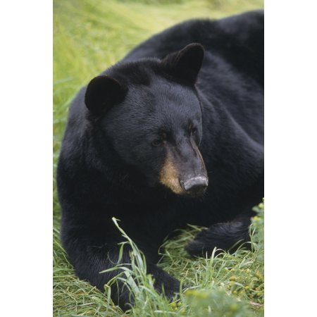 Posterazzi Captive Close Up Of A Black Bear Laying In The Grass At The Alaska Wildlife Conservation Center During Summer In Central Alaska Captive Canvas Art - Doug Lindstrand Design Pics (24 x 38)